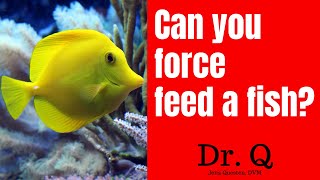 Can You Force Feed a Fish? Force Feeding Medicated Fish Food?