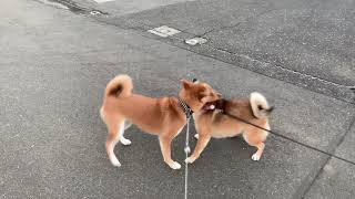 柴犬りり \u0026 豆柴こまめちゃん 20190916