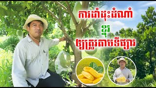 ការដាំដំណាំខ្នុរអោយត្រឹមត្រូវតាមទីផ្សារ | យន់ សុផាត