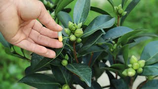 茶花花苞如“宝塔”层层结，使用磷酸二氢钾时记住多加一粒胶囊