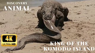 Discover the Komodo Dragon  Indonesia’s Living Wonder