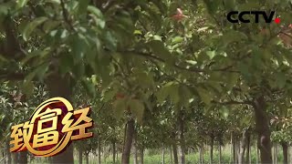 《致富经》奇思妙想把钱赚 “铁树”开出“财富花” 20200623 | CCTV农业