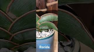 Моя коллекция сансевиерий. 40 - Rorida #сансевиерия #sansevieria