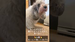 【簡単！】犬にお薬を飲ませる方法❤︎生ハム巻いたら💊喜んで食べちゃう愛犬ぽち