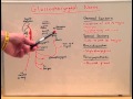 Cranial Nerve IX - Anatomy Lecture for Medical Students - USMLE Step 1