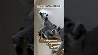 ワオキツネザルの鳴き声