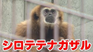 【飼育員との絆も】人懐っこいテナガザルの生態を動物園マスターがレクチャー｜野生では数が減り絶滅危惧種に指定