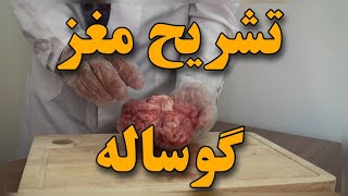 تشریح مغز گوساله | فعالیت 7 فصل 1 زیست2 یازدهم