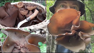Magic mushrooms that we don’t notice. Peziza badia
