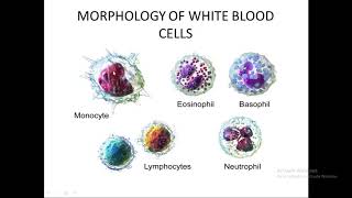 White blood cells ( WBC) | Afsoomali