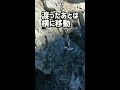 登山【剱岳 4番鎖場と5番の間にある一本橋】 shorts