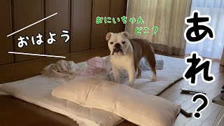 実家到着の翌朝、自分がどこにいるのか寝ぼけてわからなくなる愛犬が可愛すぎた！