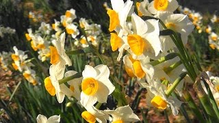 水仙まつり 佐久間ダム公園（千葉県鋸南町）2017年1月6日