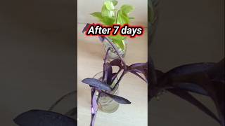 Water propagation of purple heart#shorts#viralvideo #trending#song