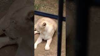 柔春●⑥ホワイトライオン・白獅子・リズムちゃん・沖縄こどもの国・・・White_Lion・Okinawa Zoo \u0026 Museum(20230317)