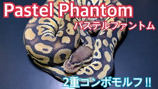 【モルフ解説】コンボモルフになると…  ボールパイソン　ファントム　#joereptiles