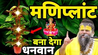 मनीप्लांट में घर का ऐसा पानी भूलकर भी मत डालनाबना देगा धनवान #premanandjimaharaj