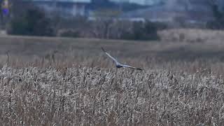 ハイイロチュウヒ♂の塒入り