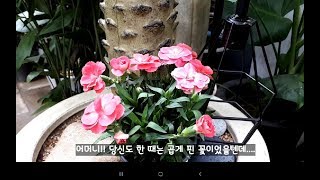 화분으로 만나는 다양한 카네이션 -   노란 카네이션도 보이네요