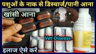 पशुओं के नाक से डिस्चार्ज/पानी आना/खांसी आना/इलाज ऐसे करें||Naak se Discharge, Khansi Aana illaj👉