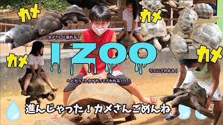 【珍爬虫類】来て！見て！驚く！体感型動物園！izooに行ったよ！