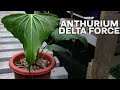 ANTHURIUM HYBRID BARU !! CAKEPP BANGET !!