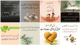 Best Islamic Urdu Quotes|True line Urdu poetry|Islamic quotes|Urdu poetry