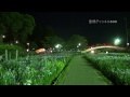 豊橋　花しょうぶまつり　賀茂しょうぶ園 　2014