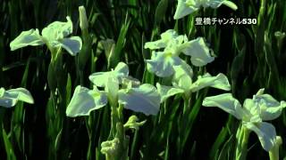 豊橋　花しょうぶまつり　賀茂しょうぶ園 　2014