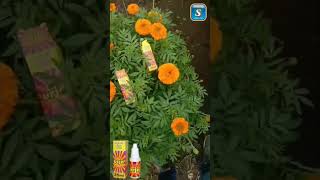 🌿Swa Urja (A Super Bio stimulant For All Crops)  #shorts #shortsfeed #youtubeshorts #marigold #agro