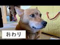 飛行機耳な犬