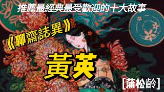 黃英【蒲松齡】白話聊齋故事#刀郎《山歌寥哉》