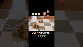 【やはり私はパン🥖派かな】　マルプー　おとみ　　成犬でも可愛い　テディベアカットよりピーナッツカット　トイプードル　小犬から成犬　アプリコット　Maltipoo　toy poodle　Maltese