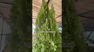 🌲 ТОП 3 ВИДОВ ТУИ для живой изгороди