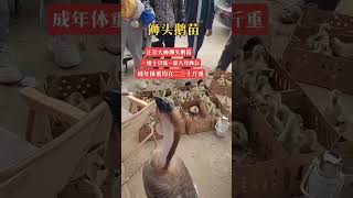 #狮头鹅苗孵化厂 #狮头鹅 #狮头鹅养殖  #animals