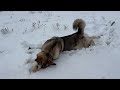 my husky’s first time seeing snow