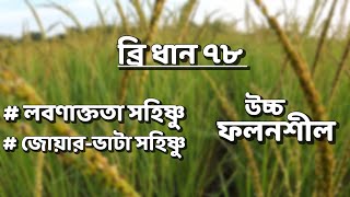 লবণাক্ততা এবং জোয়াড় ভাটা সহনশীল ব্রি ধান ৭৮ | Salinity and flood tolerance Bri rice 78 | উচ্চ ফলনশীল