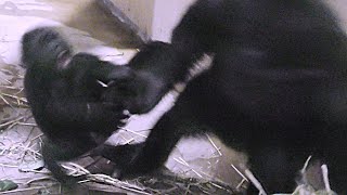 Kintaro is 1 year old, but Gentaro's looting [Kyoto City Zoo]