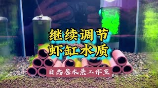 继续调节苏虾缸的水质#玻璃缸中的大自然 #水族 #观赏虾~家庭和办公室的大自然【自然居水景记】