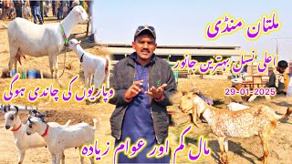 Multan Goat market Full High 😊 29-01-2025