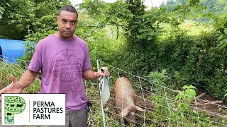 Pigs Preparing Land For Orchard