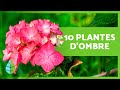 10 ARBUSTES d'OMBRE EXTÉRIEUR 🌳 Noms des Plantes d'Ombre !