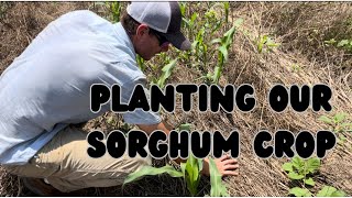 Planting our 2024 Sweet Sorghum Crop \u0026 working Toward Regenerative Methods