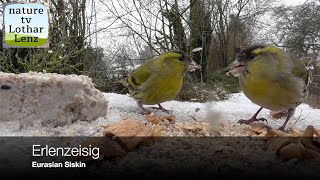 Erlenzeisig vor der Kamera. Eurasian Siskin observation