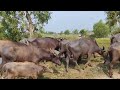 মহিষ নিয়ে রাখালের বাড়ি ফেরা returning to the shepherd s house with the buffalo