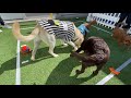 puppy bowl iv 2021