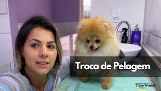 Troca de pelagem em Spitz Alemão