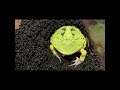 パクパク　アマゾンツノガエル　surinam horned frog　ceratophrys cornuta　 shorts shortsvideo