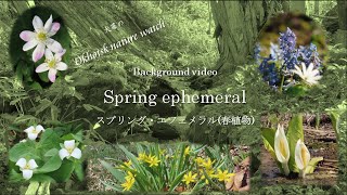 スプリング・エフェメラル(春植物)