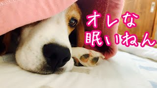 涼しい部屋で贅沢な眠りにつこうとするビーグル犬さつきさんBeagle Satsuki got a luxurious sleep in a cool room